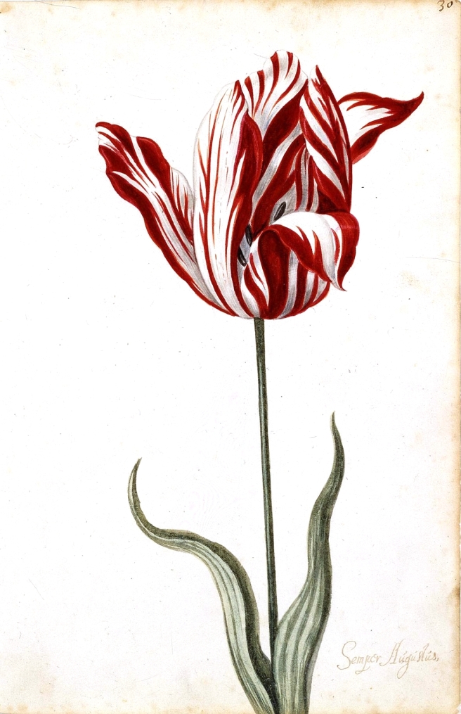 Botanical-Flower-Tulip-17th-Century