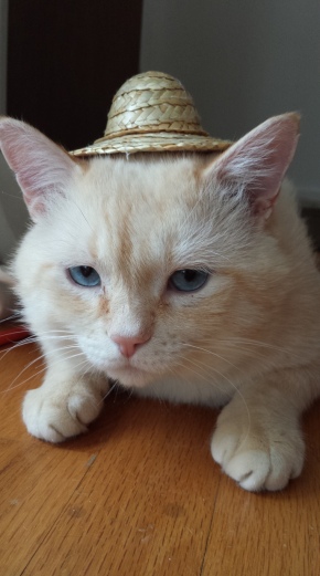 Oliver in Hat
